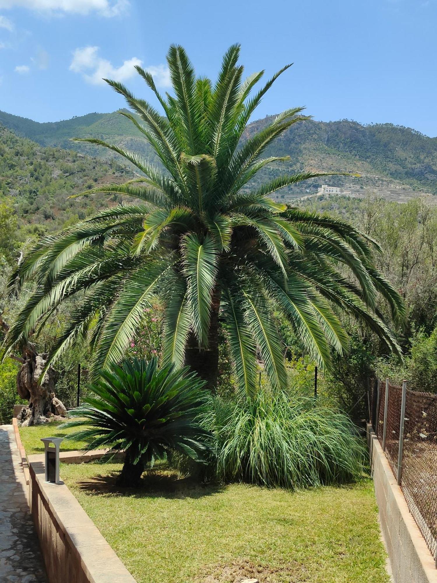 Villa Capllonch Banyalbufar Esterno foto
